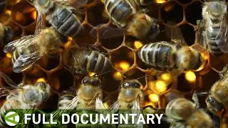 Children of the Sun | Wild Bees | Spring Documentary