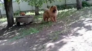 VID 20170612 105258