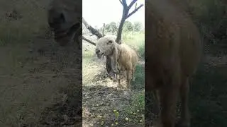 Pitiable Condition Of Sheep In Hot Weather | Kajla Bheda | Turkey Dumba #viralvideo #animals