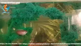 Trichogaster chuna Медовый гурами, или медовая колиза  вид лабиринтовых рыб семейства макроподовых
