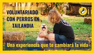 🐕 Voluntariado con perros en Asia || Volunteer with dogs in Thailand 🐶