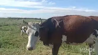 Еще чуть чуть искали бы с полицией 😁.