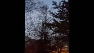 Парк Южное Бутово. 12 апреля в День Космонавтики запели соловьи.