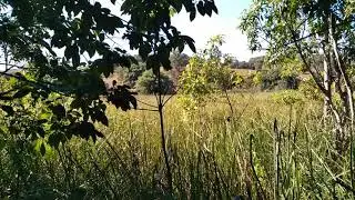 triando num capim navaia