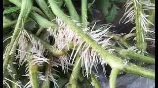 Overgrown seedlings. What to do.