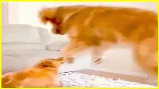 clean pet memes that look dangerous but are harmless | Funny animals of Tiktok [JLFA]