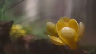 I Fiori del Bosco - Michela Campanaro
