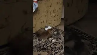 Мамкин сынок