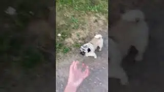 ДжоДжо мем 