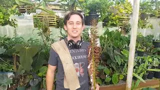 Harvesting a flower spike from Nepenthes truncata