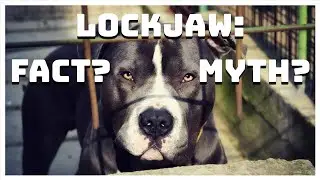 Do Pitbulls Have Lockjaw? #shorts