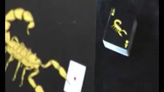 12-REVIEW BLACK  SCORPION DECK