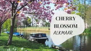 Cherry Blossom in Alkmaar. Easter Morning Walk -- 4K