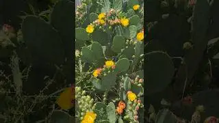 Кактусы Абхазии 