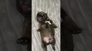 Милота)) На это можно смотреть вечно #бульдогфранцузский #puppy