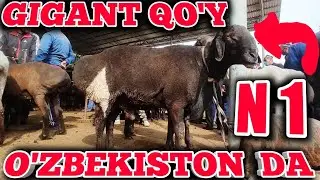 QO'QON QO'Y BOZORI NARXLARI 2020, 6-OKTABR, VODIY SAVDOSI