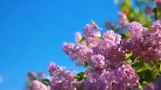 Любовь к сирени
