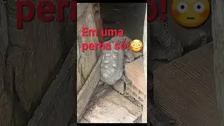 SE NÃO FOSSE FILMADO EU NÃO ACREDITARIA! #jabuti #tartaruga #animaisincriveis