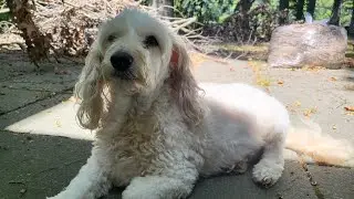 Our Beautiful Girl Fiona Crossed over to Rainbow Bridge Aug 31st, 2022 4:52 pm