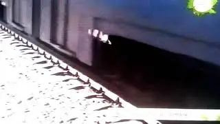 Звериный репортёр железнодорожный