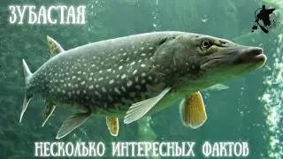 Щука. А ты знал? Несколько интересных фактов о щуке. #рыбалка #щука #хищник
