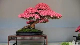 Bonsai (kiçik ağaclar)