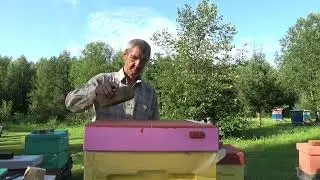 Как я сохраняю пчеломаток.
