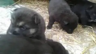 щенки