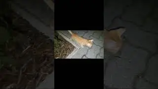 Holdacska kis cicám este az udvarban *2*  23.5. #cat #catlover #catvideos #shorts #shortvideo #night