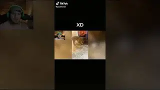 xd