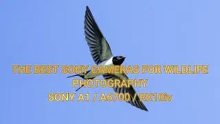 The best sony cameras for wildlife 2024