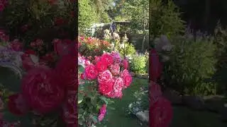 Розы. Утро в саду #сад #розы #gardenroses #gardenflowers #roseflowers