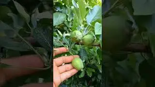 manzanas en crecimiento| 
