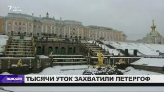 Тысячи уток оккупировали Петергоф