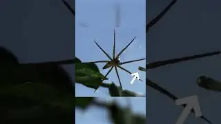 Этот паук ходит по воде и ловит рыбу. Паук бродяга