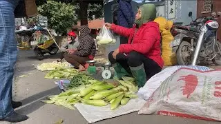 Harvest sweet corn to go to the market to sell. garden #harvesting #harvest #corn #survival