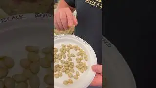 How To Save Seeds From Zucchini and Squash 