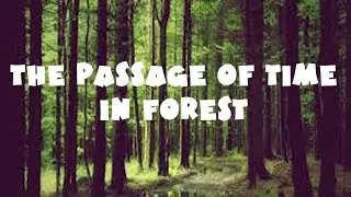 The passage of time in the forest