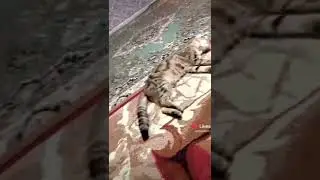 Габатиратин Пэс и Люма Меняеца