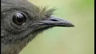 The Lyrebird Singing