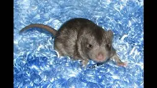 Rat development  Birth to five weeks of age