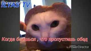 Озвучка животных