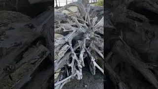 #beach #driftwood #cool
