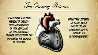 Motion Graphics - 2D Animation - After Effects Sample (Topic Heart Attacks)
