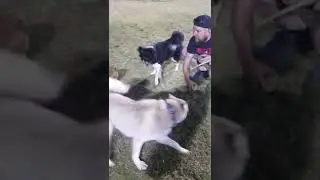 Border collie and Corgie play