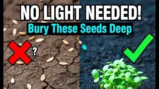 25 Vegetable Seeds That Do Not Need Light To Germinate