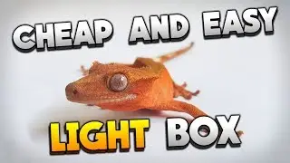 Super Easy And Cheap Light Box For $10! Great for Reptile Photography!