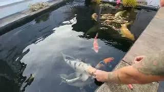 Hand Feeding the Baby's with Crab Sticks #koi #koipond #ponds #koilovers #tosai #fry #handfeeding #