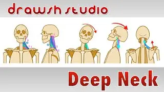 The Deep Neck Muscles