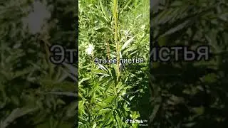 РАСТЕНИЕ ДЛЯ РАЗЖИЖЕНИЯ КРОВИ ТАВОЛЗНИК